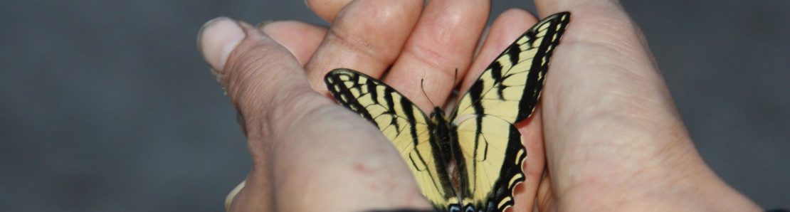A yellow butterfly sits in a person’s hands
