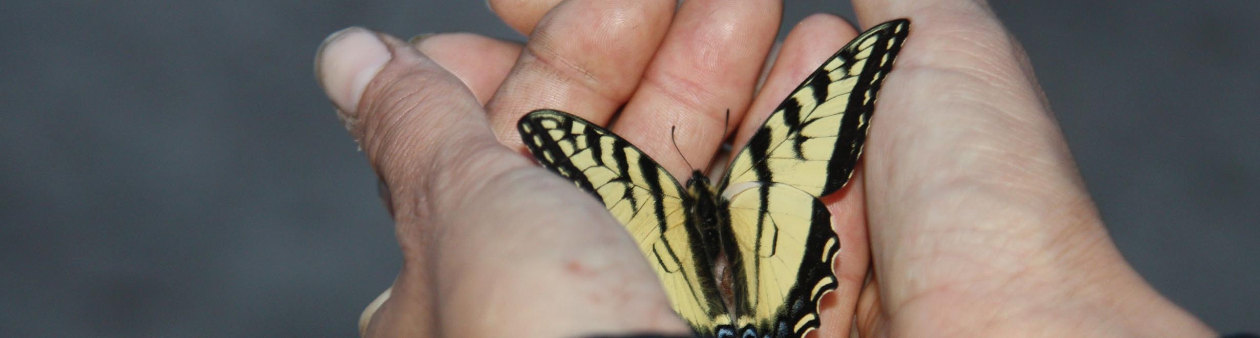papillon dans une main